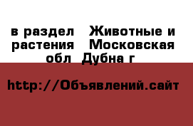  в раздел : Животные и растения . Московская обл.,Дубна г.